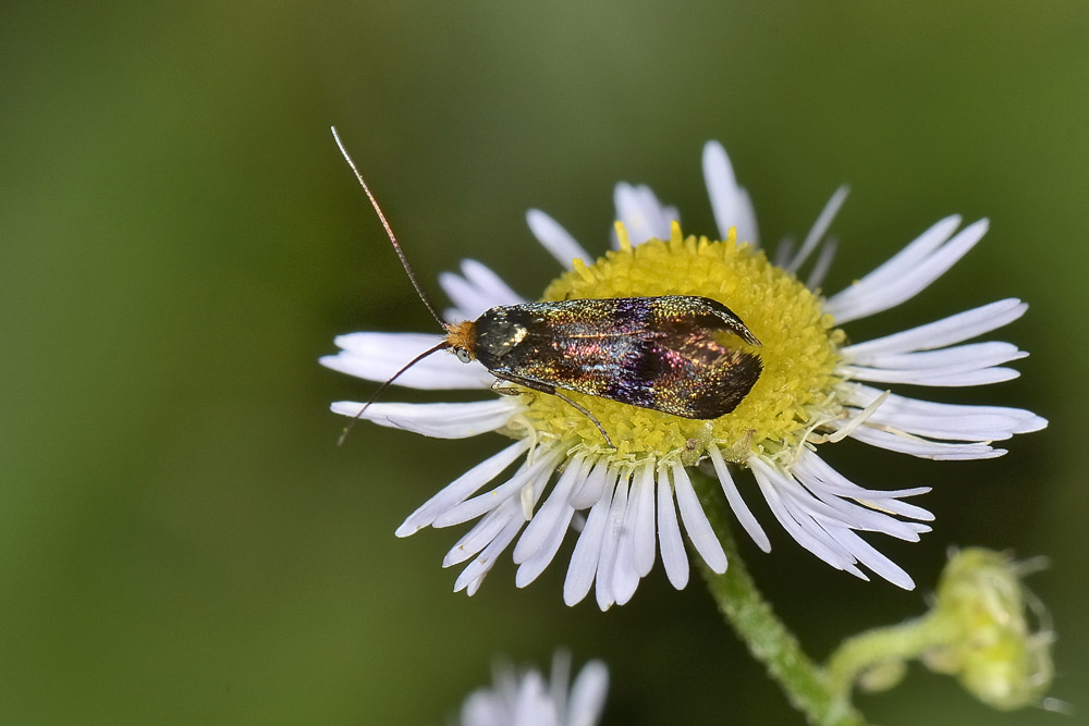 Adelidae: Nemophora cfr. fasciella